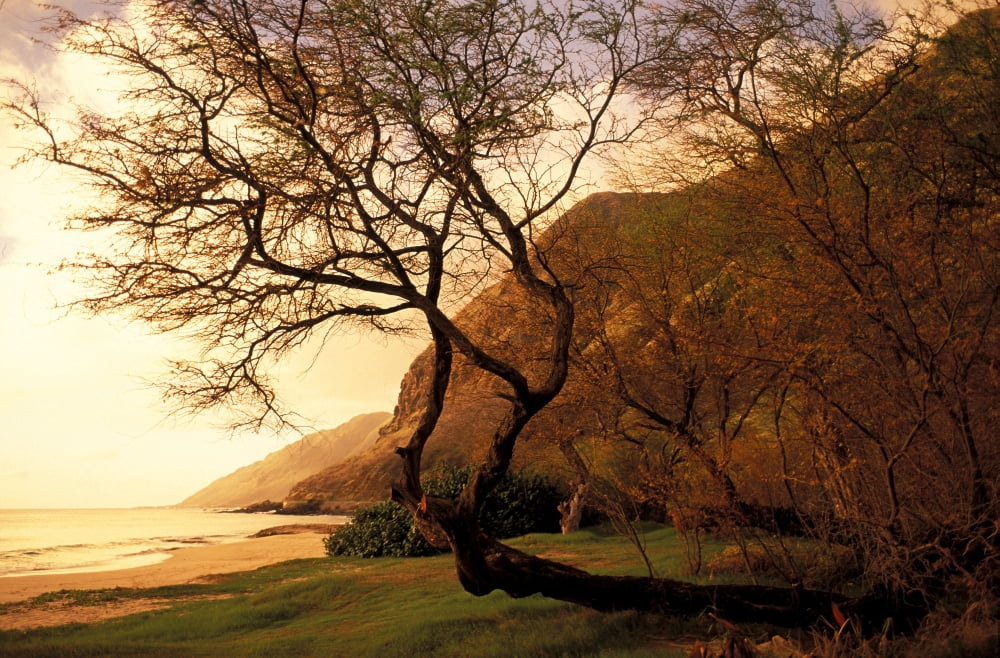 Hawaii Oahu Scenic View Of Beach Near Yokohama Bay Soft Focus Canvas Art - Dana Edmunds Design Pics (34 x 22)