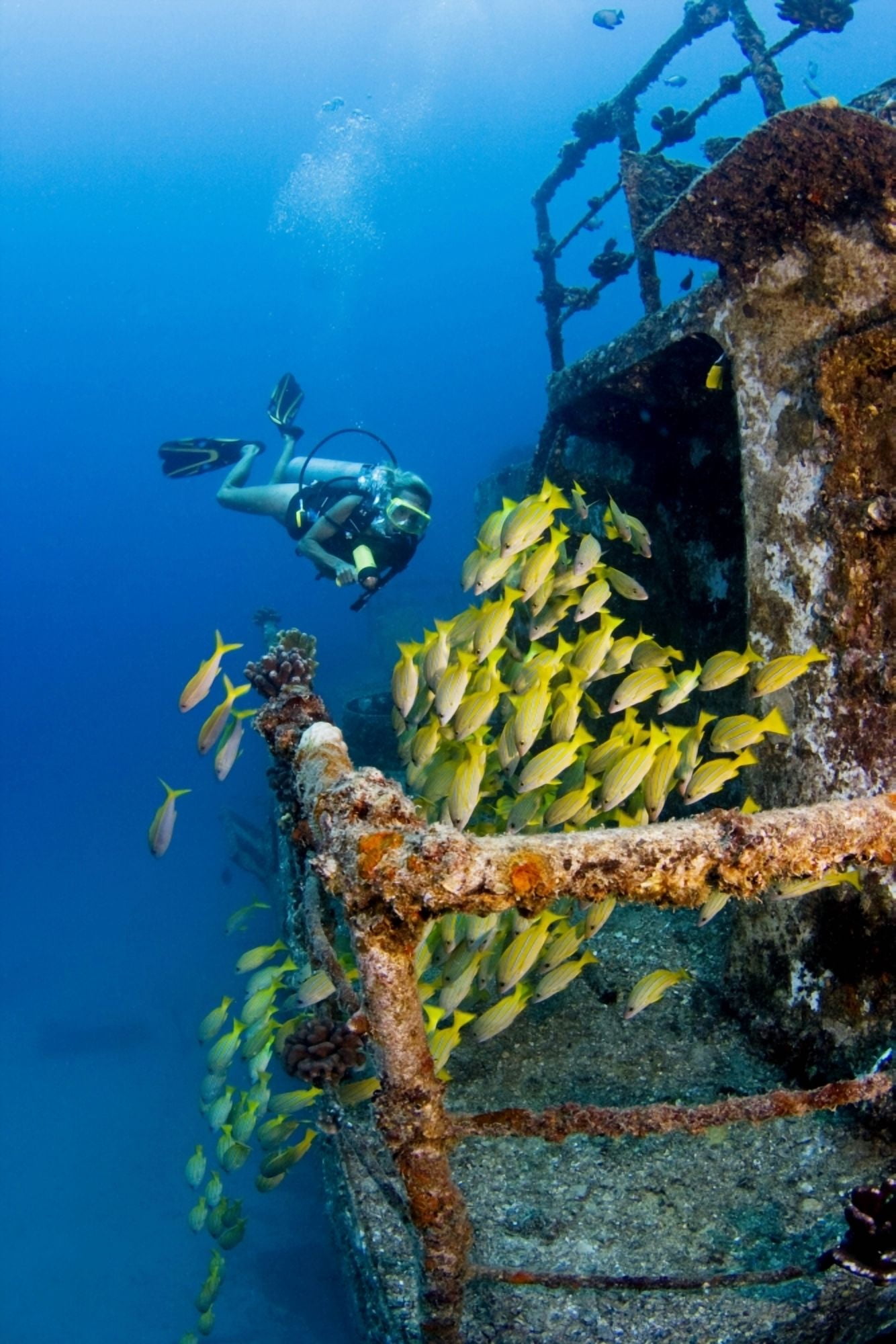 Hawaii Oahu School Of Blue Striped Snapper Fish Waikiki Diver Exploring Sea Tiger Ship Wreck Canvas Art - Dave Fleetham Design Pics (11 x 17)