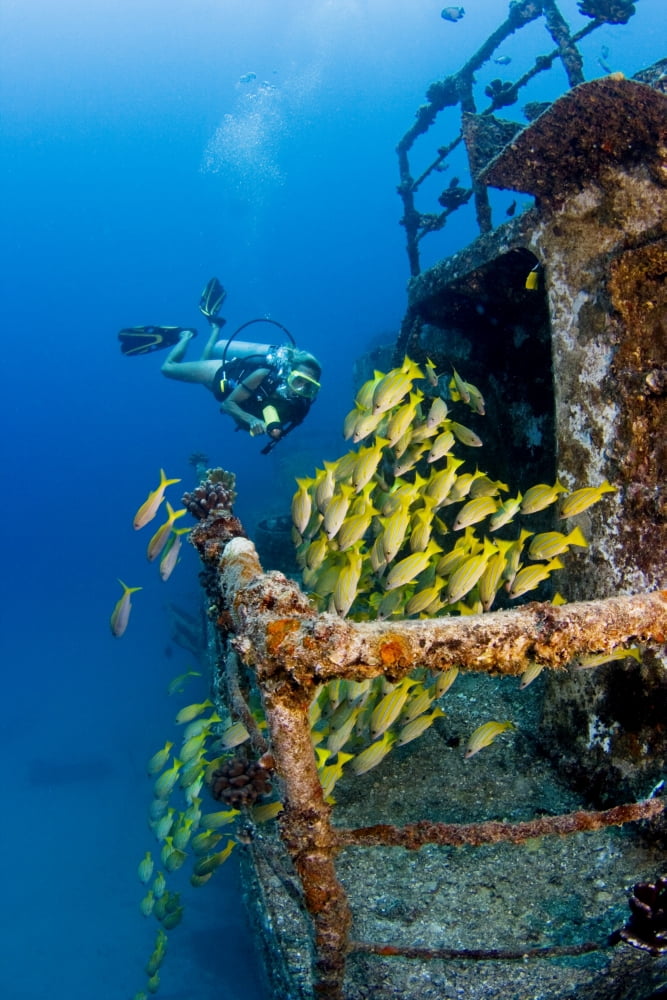 Hawaii Oahu School Of Blue Striped Snapper Fish Waikiki Diver Exploring Sea Tiger Ship Wreck Canvas Art - Dave Fleetham Design Pics (22 x 34)