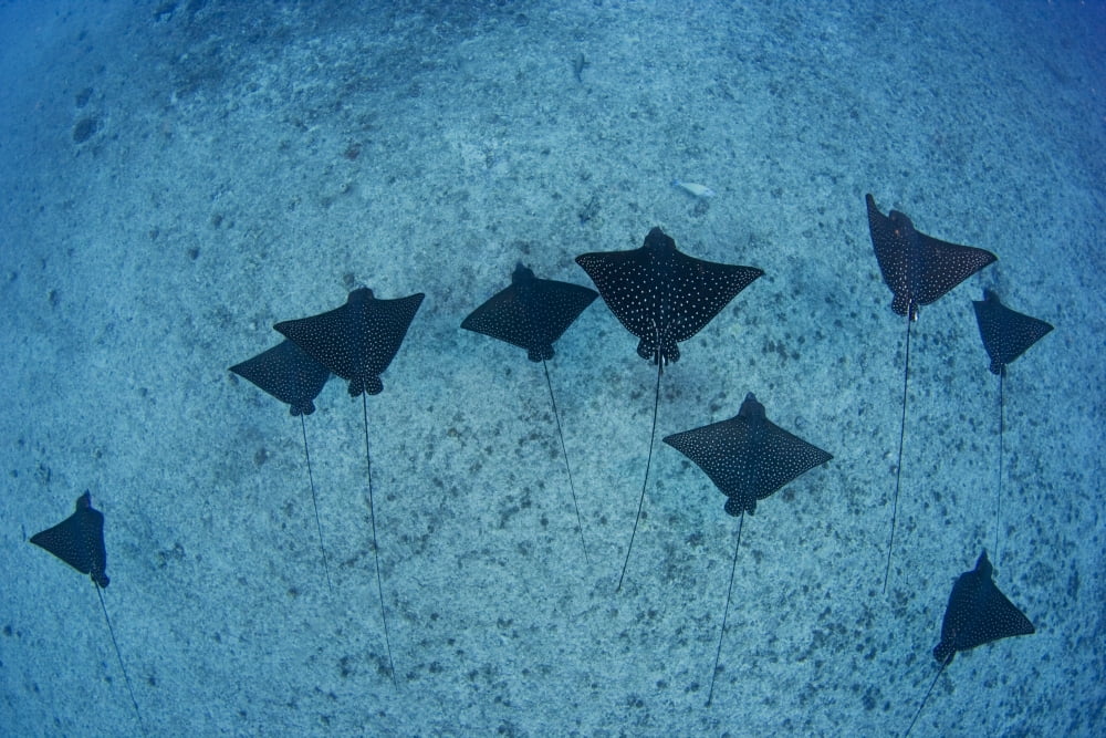 Hawaii Oahu Spotted Eagle Rays (Aetobatus Narinari) View From Above Canvas Art - Dave Fleetham Design Pics (34 x 22)