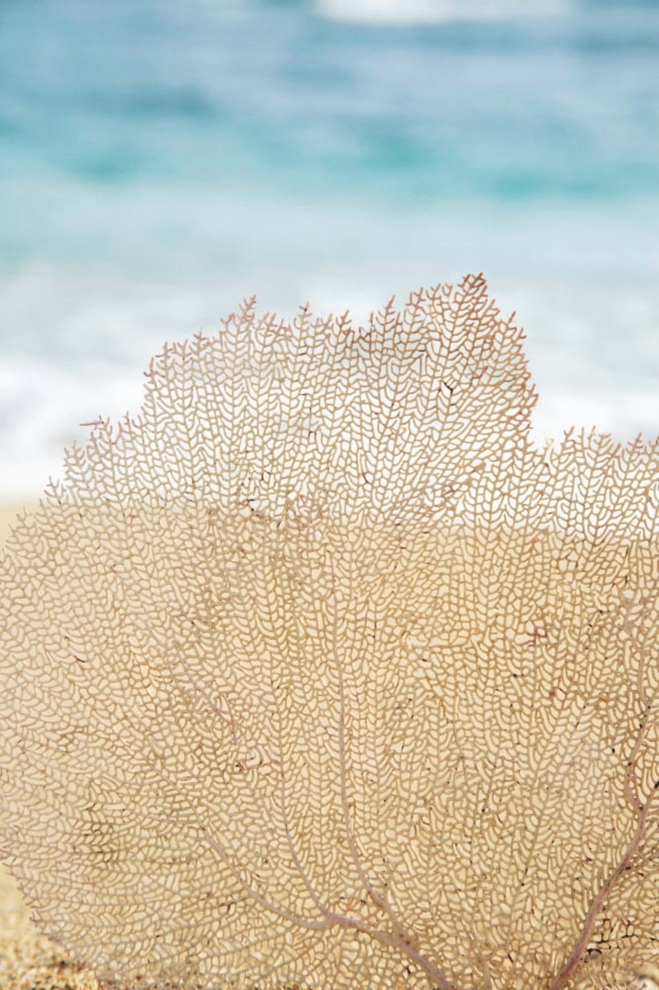Hawaii Oahu Turquoise Ocean With Beautiful Coral Element On The Sand Canvas Art - Brandon Tabiolo Design Pics (22 x 34)