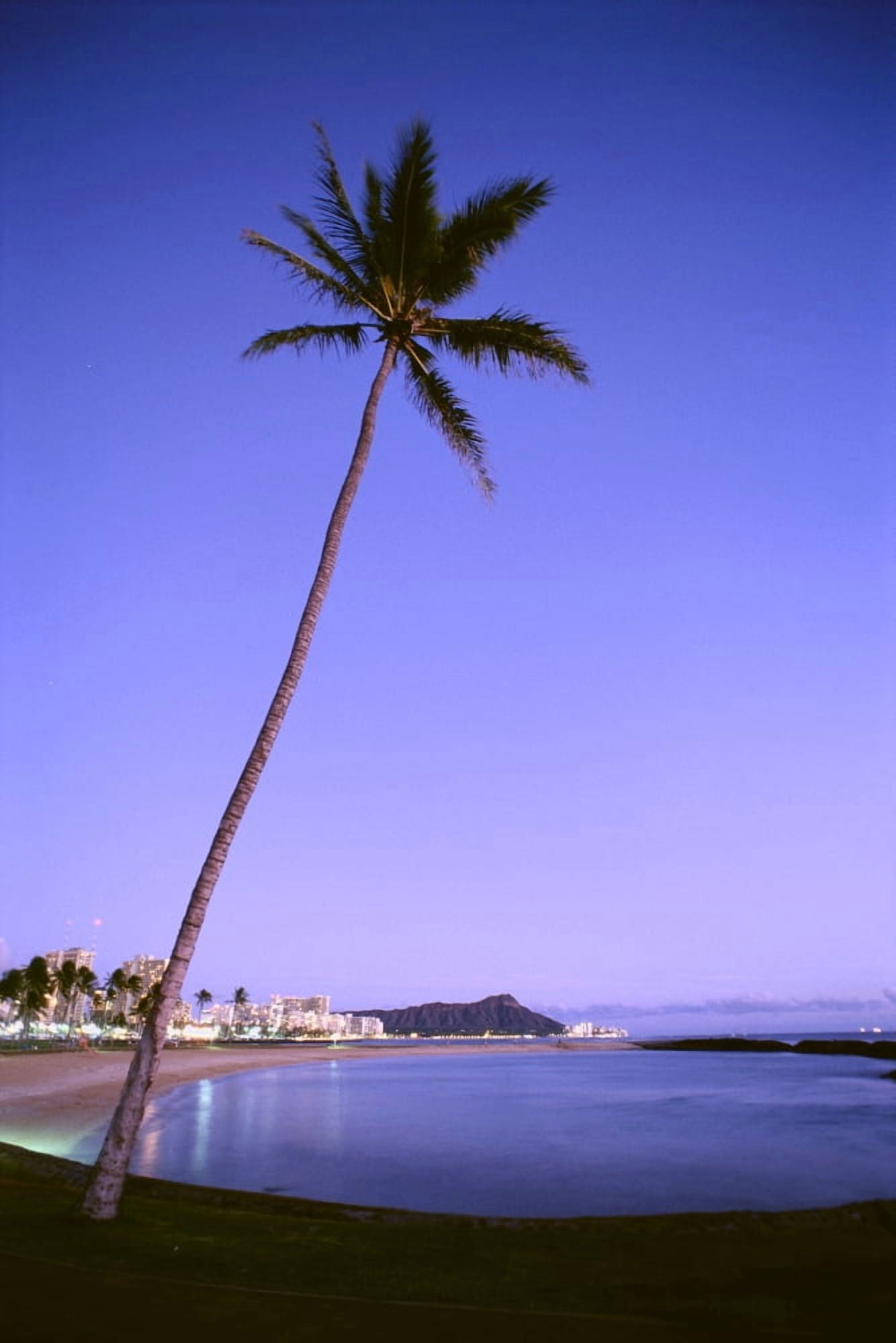 Hawaii Oahu View Of Diamond Head During Purple Blue Sunset Palm In Foreground Calm Water Canvas Art - Mary Van de Ven Design Pics (12 x 19)