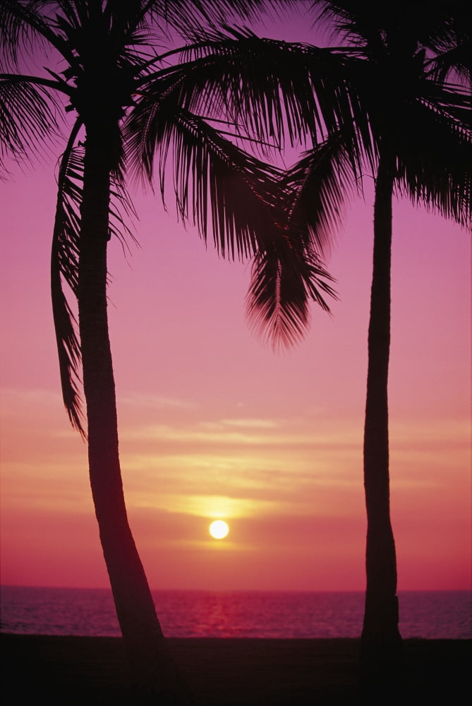 Hawaii Oahu Waianae Coast View Of Sunset Between Two Palm Trees Pink Hues Canvas Art - Carl Shaneff Design Pics (12 x 19)