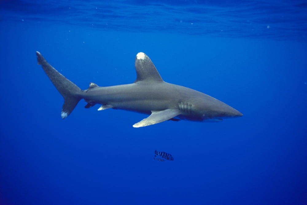 Hawaii Oceanic Whitetip Shark (Carcharhinus Longimanus) Side View C2044 Canvas Art - Dave Fleetham Design Pics (38 x 24)