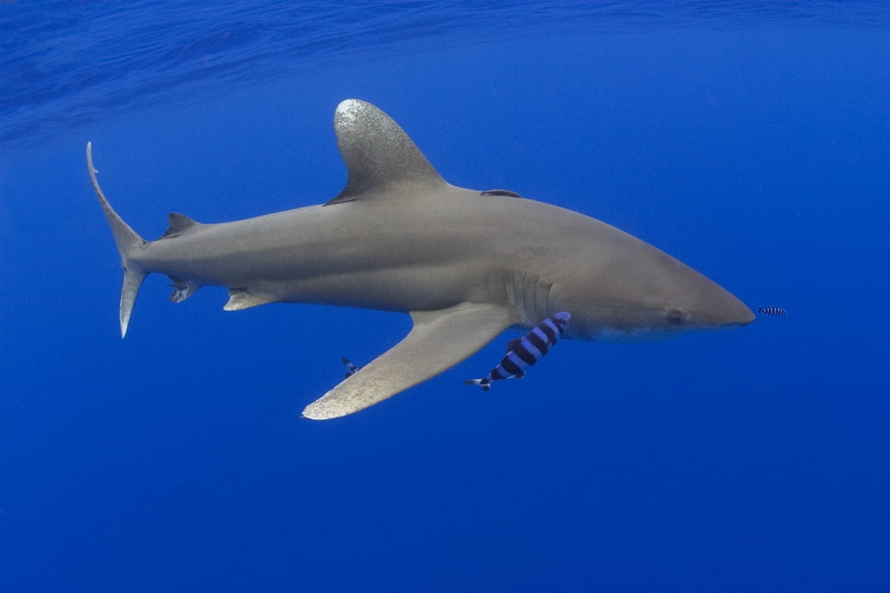 Hawaii Oceanic Whitetip Shark (Carcharhinus Longimanus) With Pilot Fish Canvas Art - Dave Fleetham Design Pics (18 x 12)