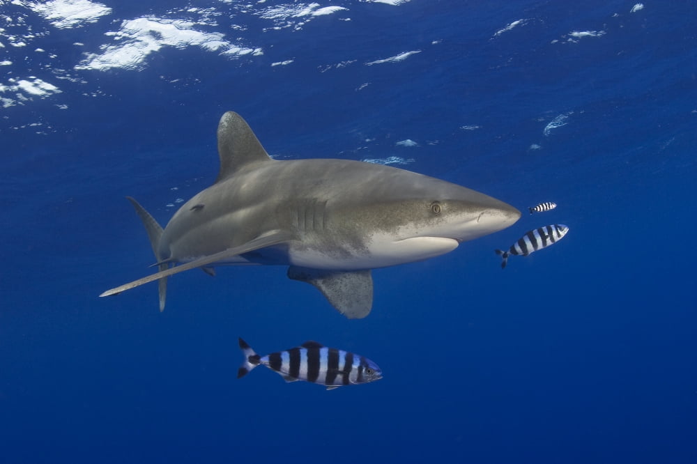 Hawaii Oceanic Whitetip Shark (Carcharhinus Longimanus) With Pilot Fish Canvas Art - Dave Fleetham Design Pics (18 x 12)