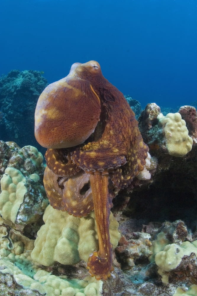 Hawaii Octopus Cyanea Diguising Itself As A Part Of The Coral Reef Canvas Art - Dave Fleetham Design Pics (24 x 36)