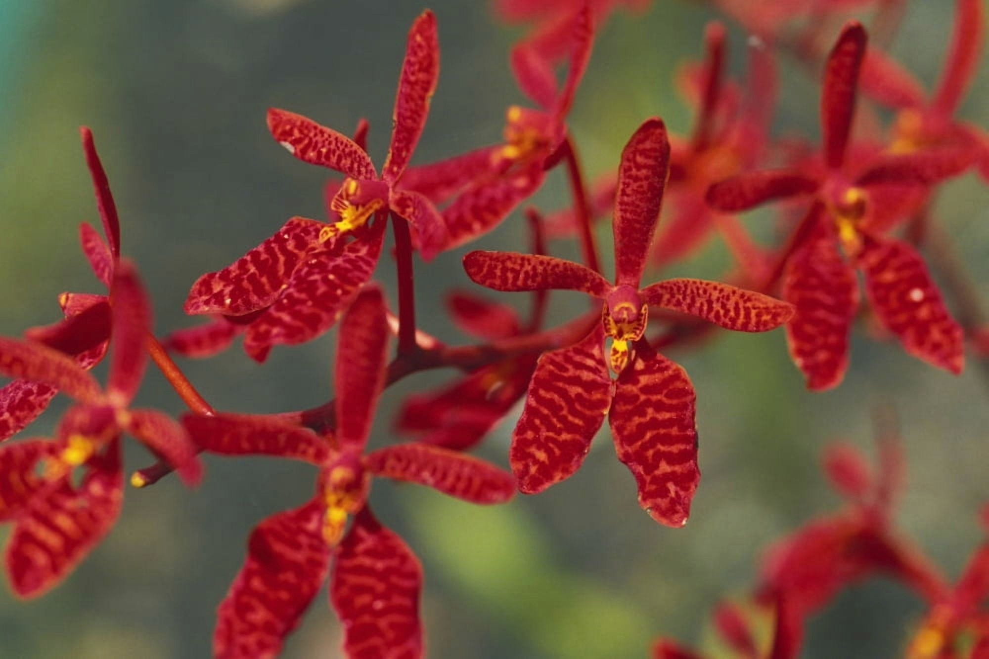Hawaii Orange Orchid Cluster Queen Emma Canvas Art - Chris Abraham Design Pics (34 x 22)