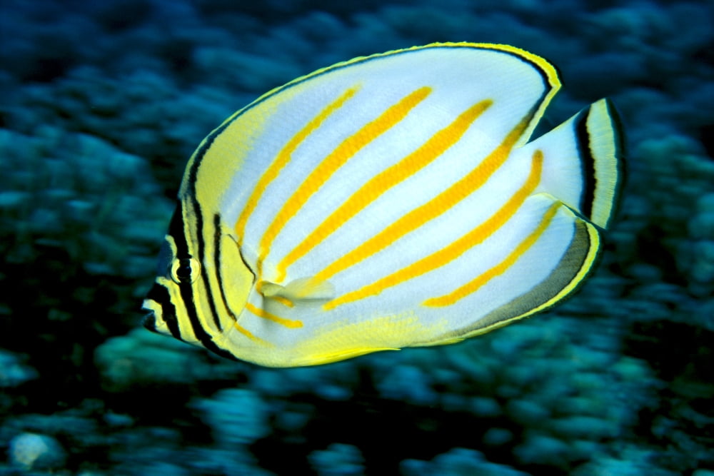 Hawaii Ornate Butterflyfish (Chaetodon Ornatissimus) Close-Up Side View C1930 Canvas Art - Ed Robinson Design Pics (19 x 12)