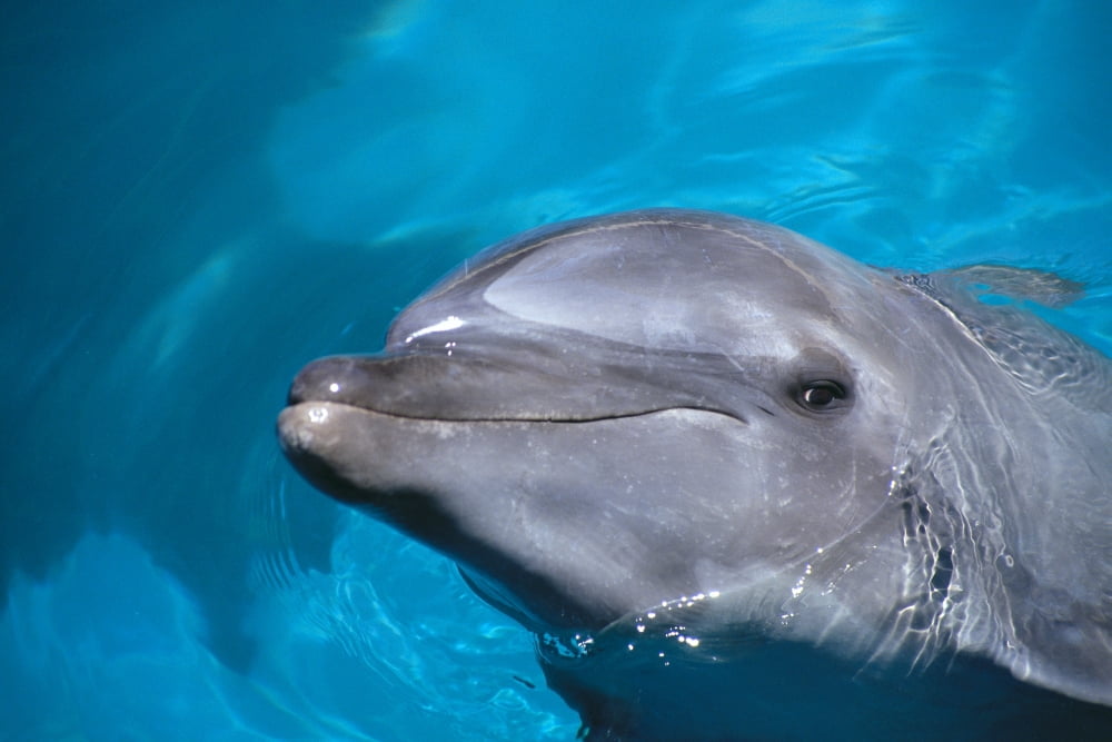 Hawaii Pacific Bottlenose Dolphin (Tursiops Gilli) Close-Up Of Face Turquoise Water Canvas Art - Dave Fleetham  Design Pics (38 x 24)
