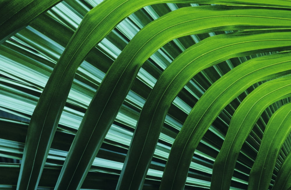 Hawaii Palm Frond Close-Up In Tropical Botanical Gardens Canvas Art - Greg Vaughn Design Pics (17 x 11)