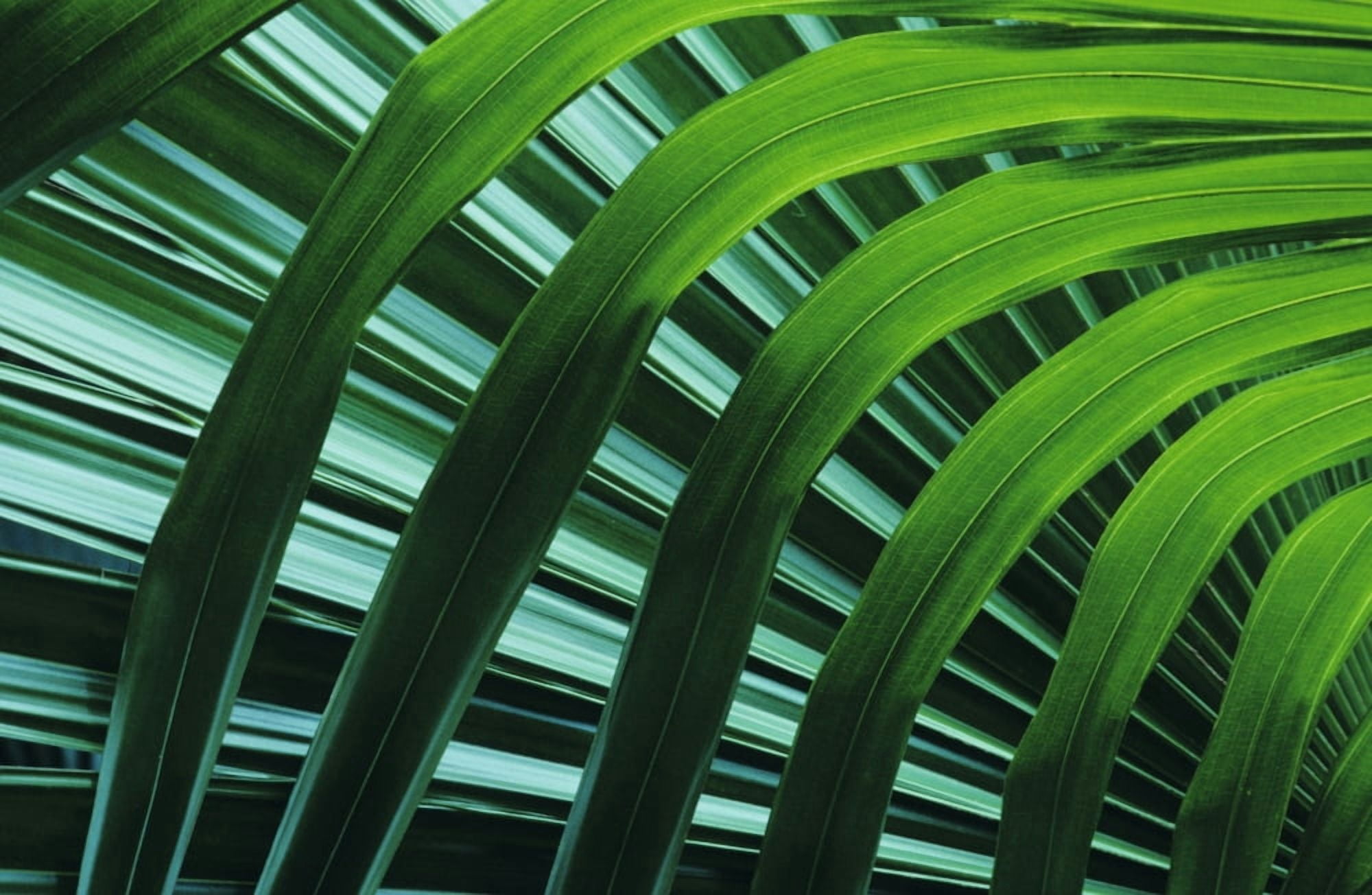 Hawaii Palm Frond Close-Up In Tropical Botanical Gardens Canvas Art - Greg Vaughn Design Pics (34 x 22)