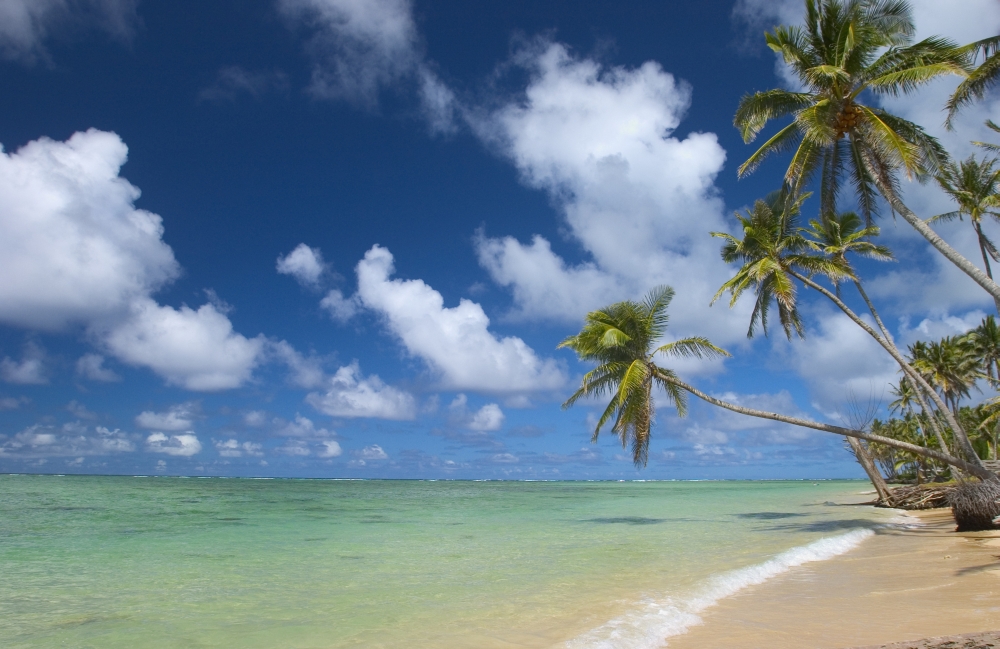 Hawaii Palm Tree Leaning Over Beach Polarized Sky Turquoise Ocean Canvas Art - Tomas del Amo Design Pics (17 x 11)