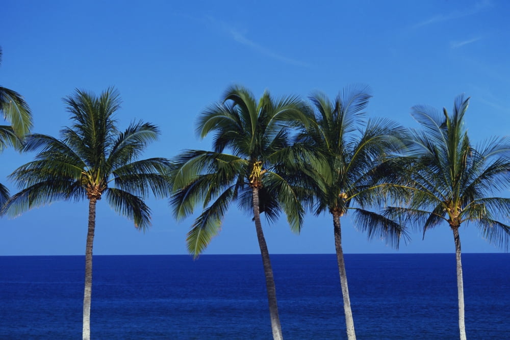 Hawaii Palm Tree Tops Against Blue Sky And Ocean Canvas Art - Kyle Rothenborg Design Pics (18 x 12)
