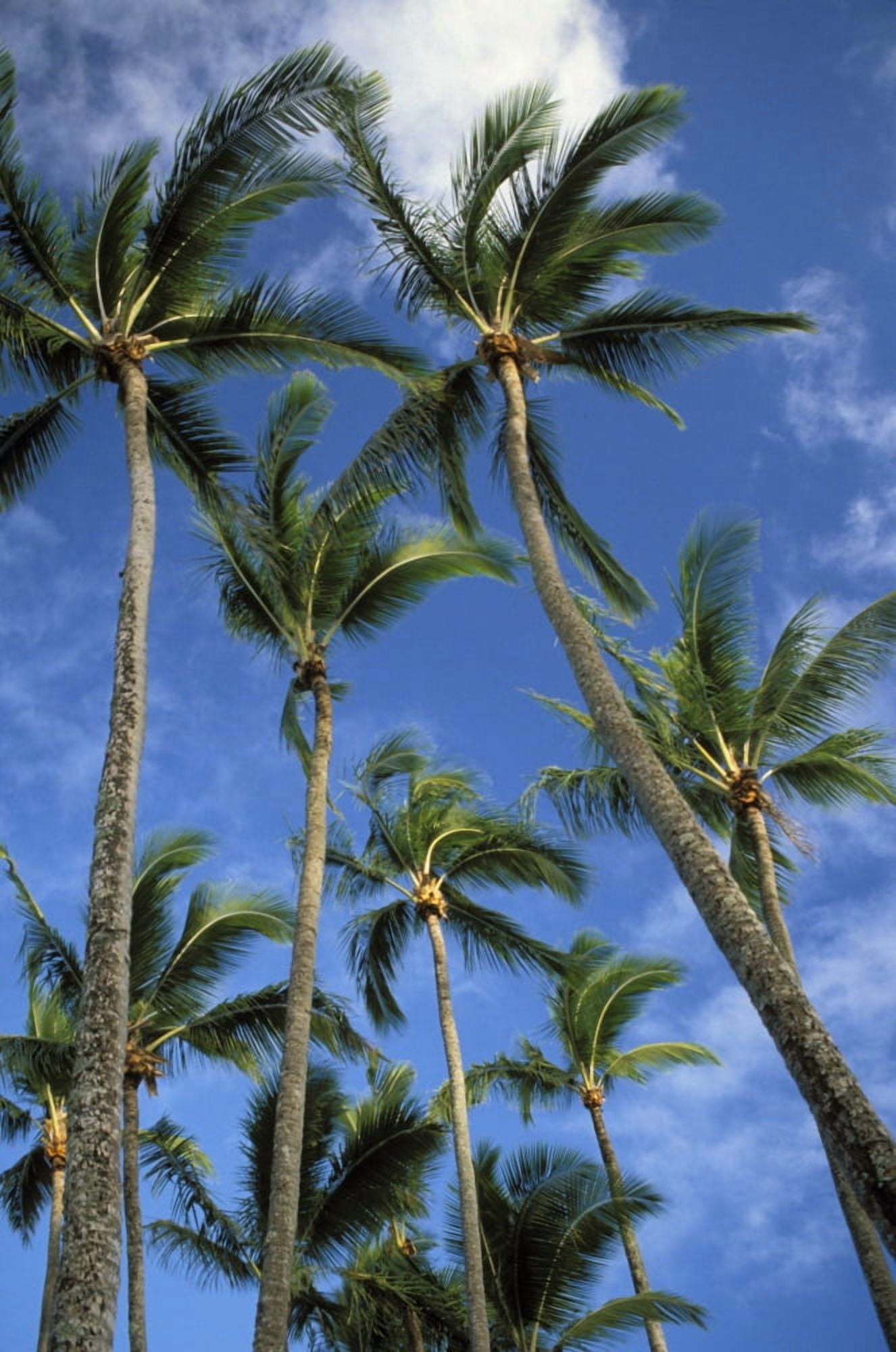 Hawaii Palm Trees Against Blue Sky And Clouds Canvas Art - Mary Van de Ven Design Pics (22 x 34)