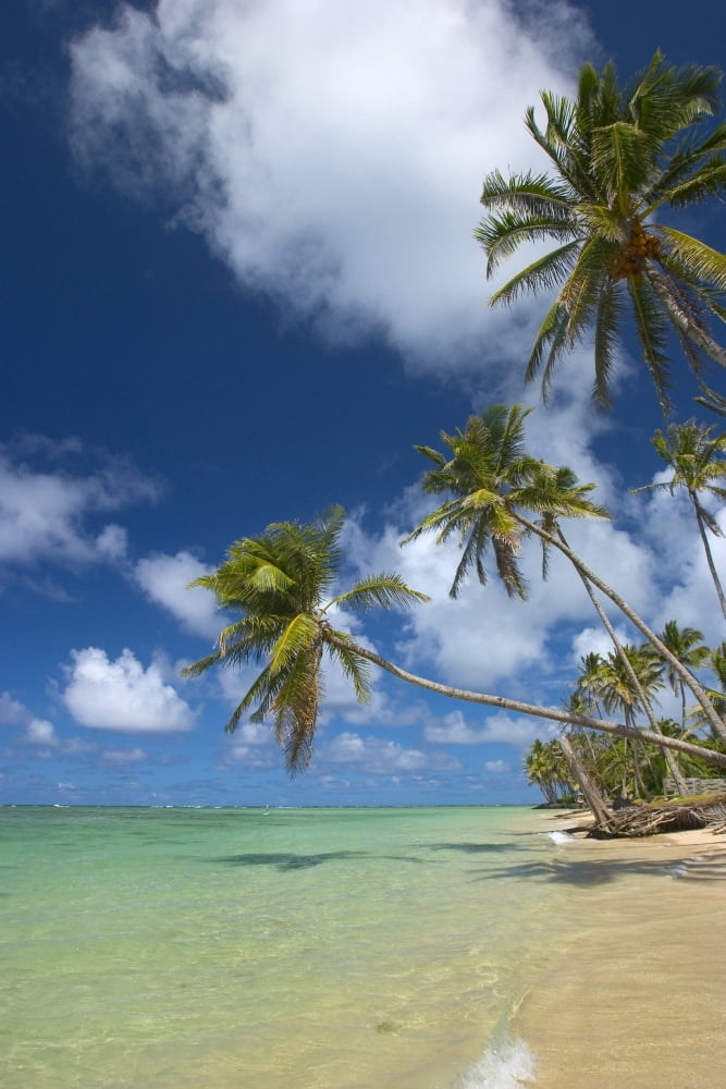Hawaii Palm Trees Lean Over Beach Calm Turquoise Ocean Dramatic Sky Canvas Art - Tomas del Amo Design Pics (11 x 17)