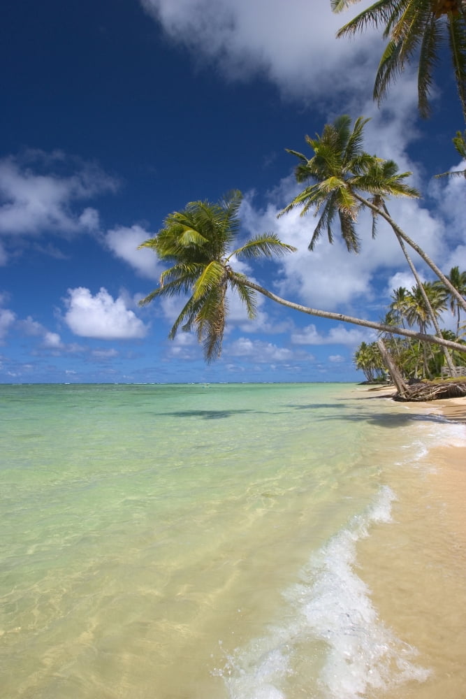 Hawaii Palm Trees Leaning Over Beach Dramatic Sky Warm Turquoise Ocean Canvas Art - Tomas del Amo Design Pics (11 x 17)