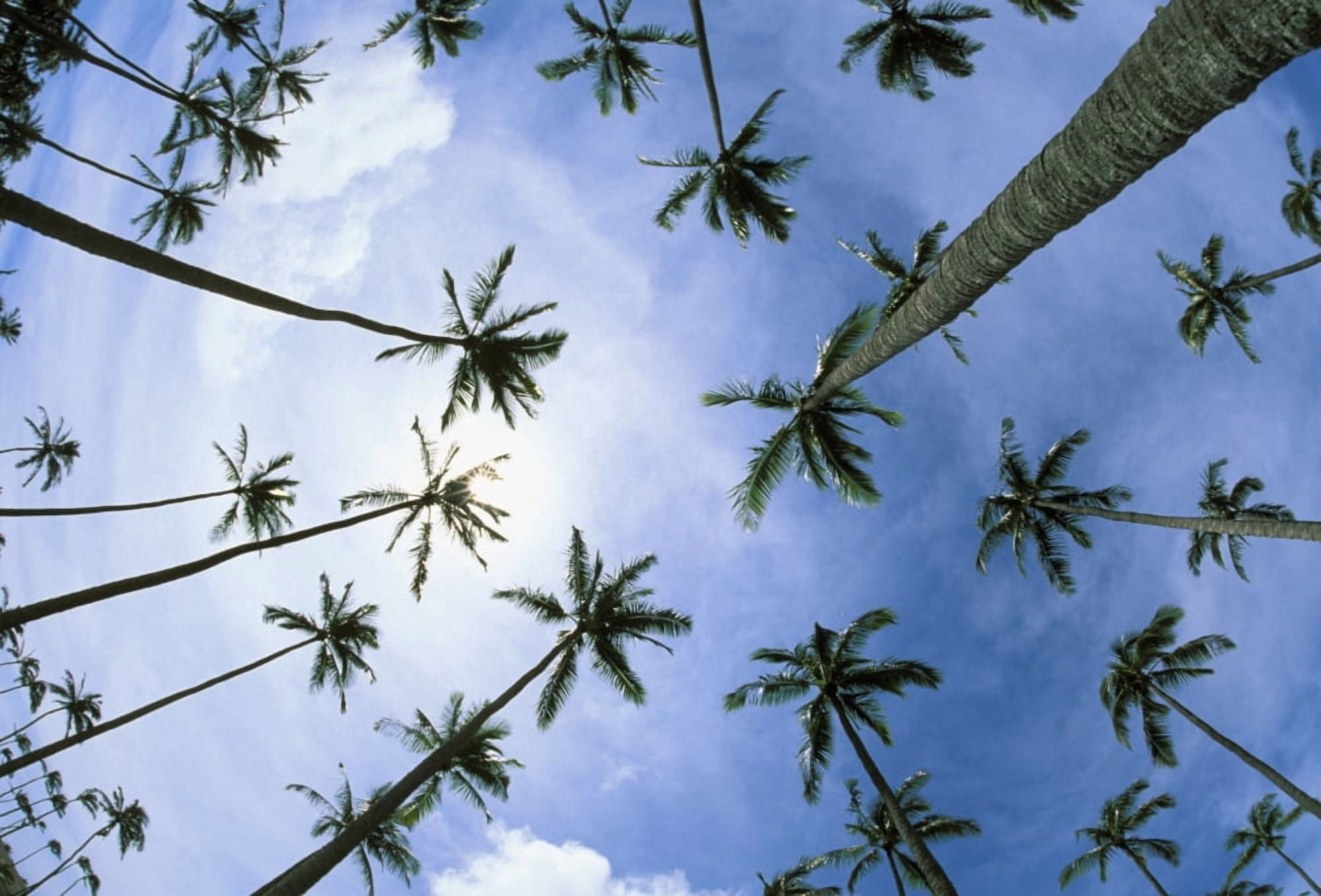 Hawaii Palm Trees Seen From Below Cloudy Blue Sky Canvas Art - Carl Shaneff Design Pics (17 x 11)