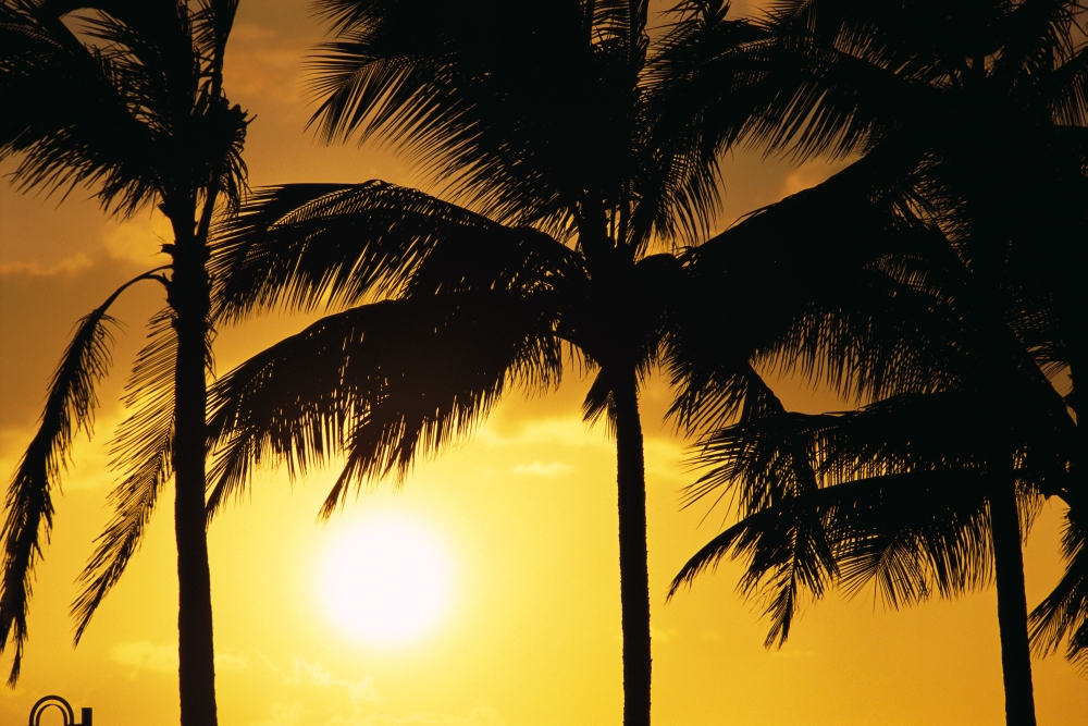 Hawaii Palm Trees Silhouetted At Sunset Sun Hangs Low In Sky Canvas Art - Carl Shaneff Design Pics (19 x 12)