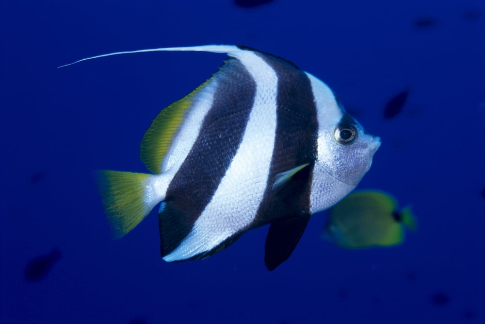 Hawaii Pennant Butterflyfish (Heniochus Diphreutes) Side View B1937 Canvas Art - Ed Robinson  Design Pics (19 x 12)