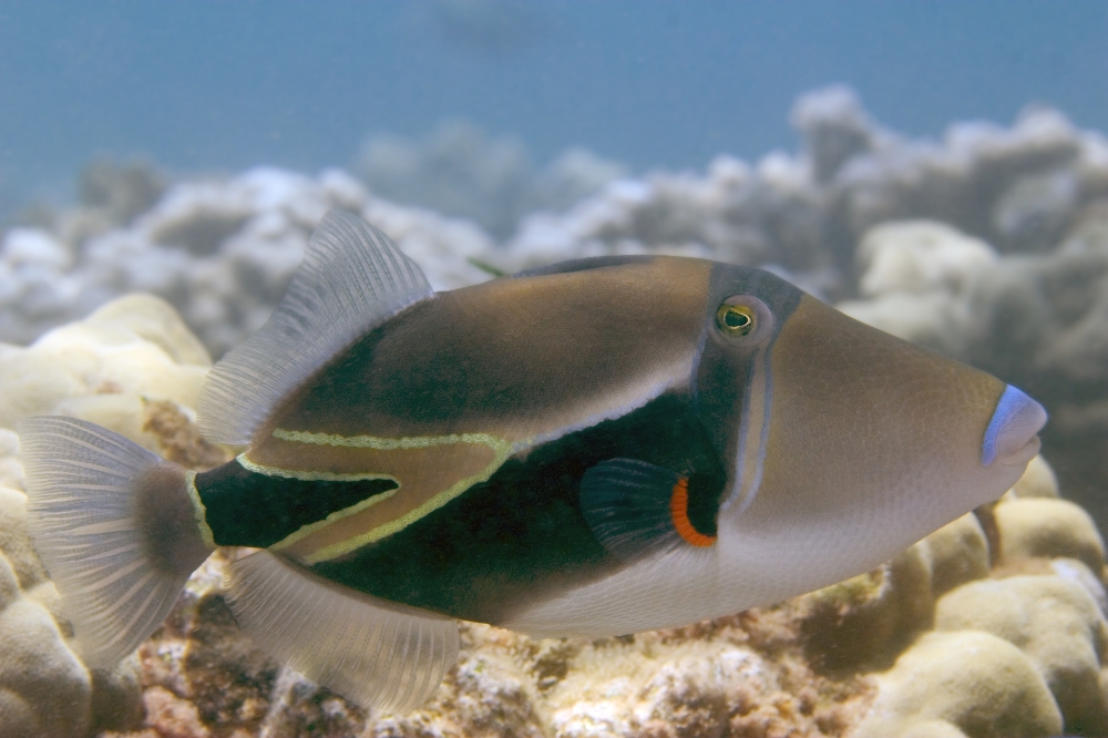Hawaii Picasso Triggerfish (Rhinecanthus Rectangulus) Swimming Over Coral Canvas Art - Dave Fleetham Design Pics (36 x 24)