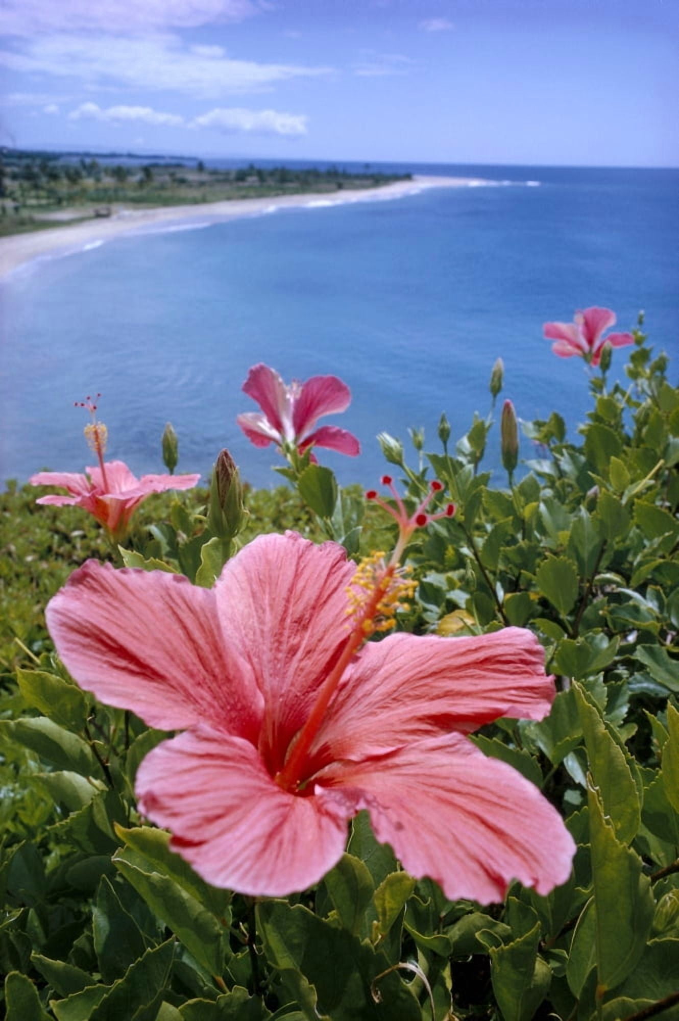 Hawaii Pink Hibiscus Overlooking Beach B1589 Canvas Art - David Cornwell Design Pics (24 x 38)