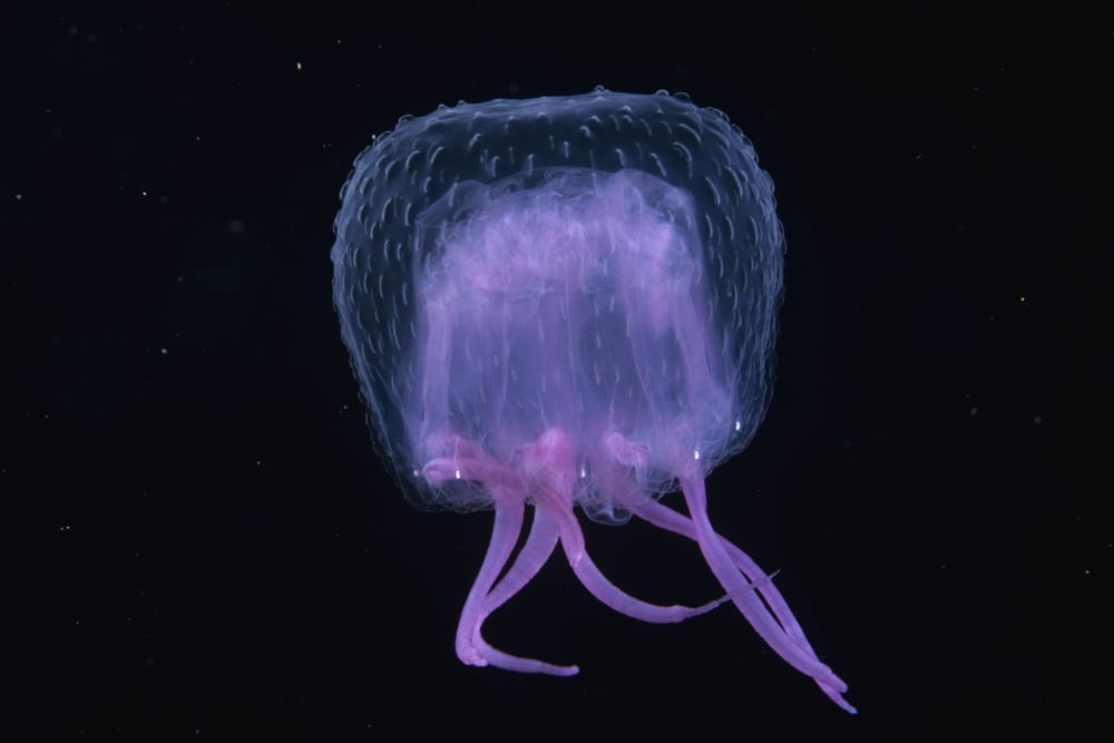 Hawaii Pink Jellyfish black background Canvas Art - Dave Fleetham Design Pics (18 x 12)