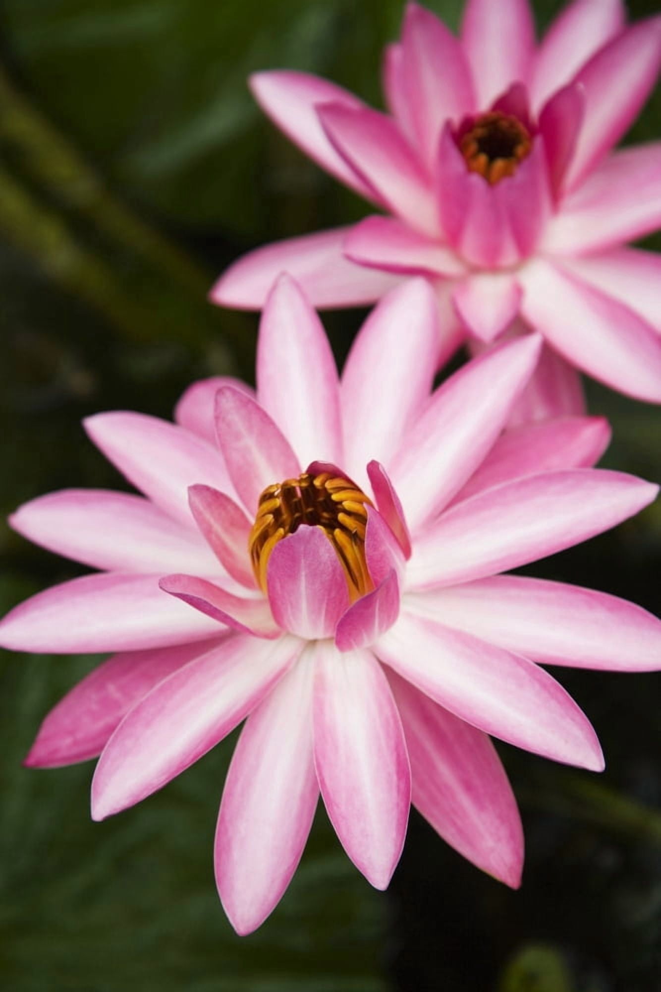 Hawaii Pink Lotus Blossum Canvas Art - Dana Edmunds Design Pics (22 x 34)