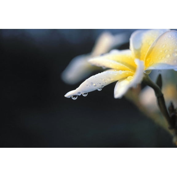 Hawaii Plumeria White Canvas Art - Reggie David Design Pics (34 x 22)