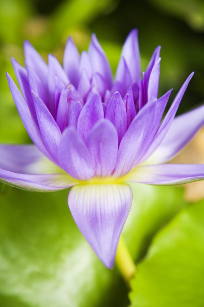 Hawaii Purple Lotus Blossum Canvas Art - Dana Edmunds Design Pics (11 x 17)