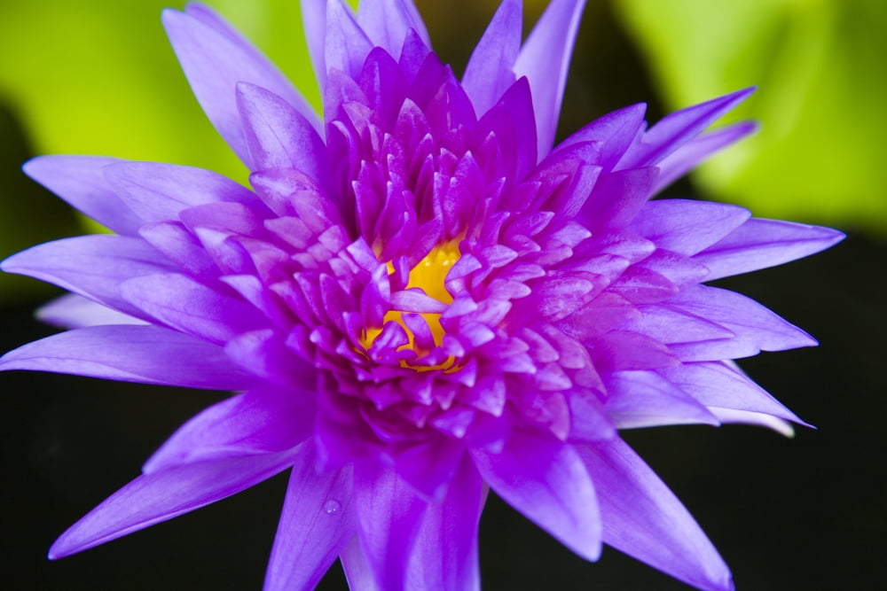 Hawaii Purple Lotus Blossum Canvas Art - Dana Edmunds Design Pics (17 x 11)