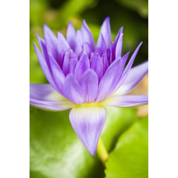 Hawaii, Purple Lotus Blossum. Poster Print (11 x 17)