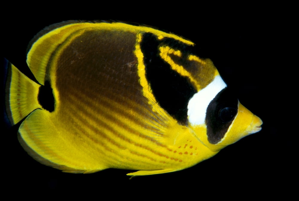 Hawaii Raccoon Butterflyfish (Chaetodon Lunula) Close-Up B1936 Canvas Art - Dave Fleetham Design Pics (38 x 24)