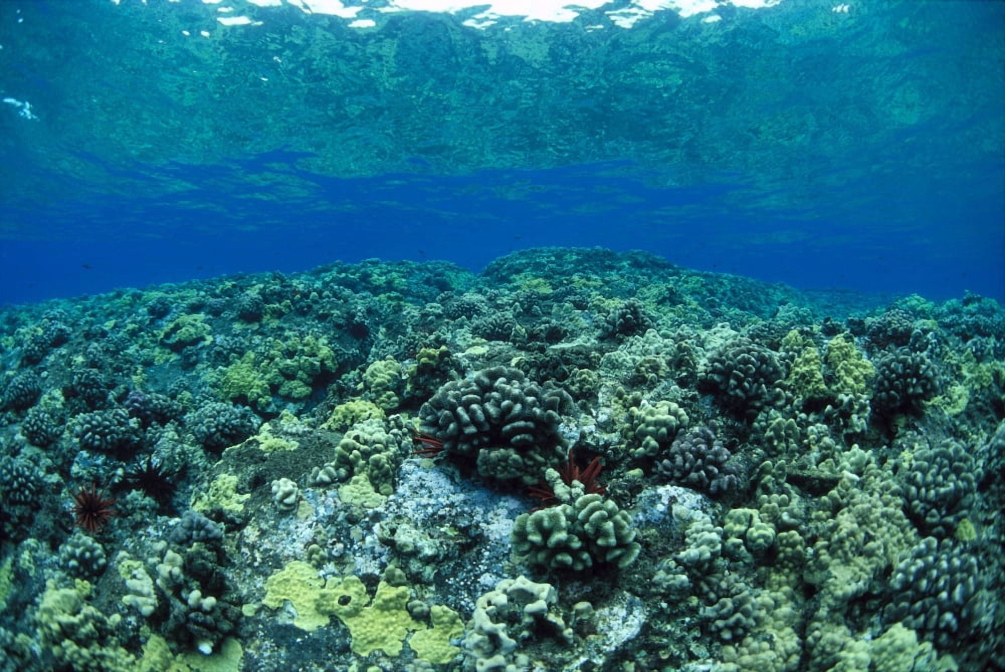 Hawaii Reef Scene Shallow Coral Garden Surface Visible Reflections A91A Canvas Art - Dave Fleetham Design Pics (19 x 12)