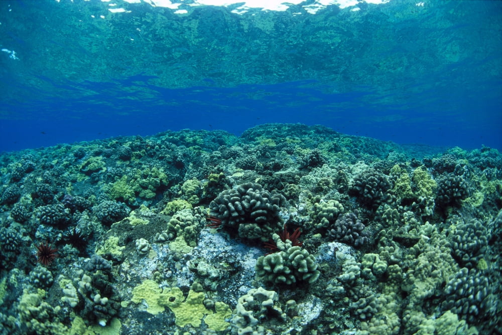 Hawaii Reef Scene Shallow Coral Garden Surface Visible Reflections A91A Canvas Art - Dave Fleetham Design Pics (38 x 24)