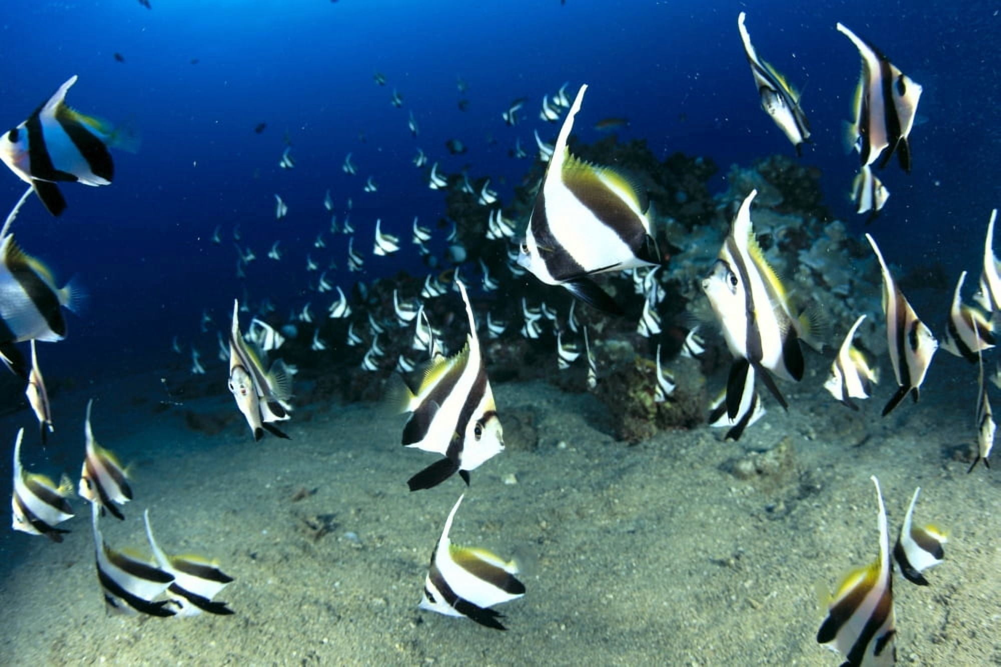 Hawaii Reef Scene With Pennantfish (Heniochus Diphreutes) School C1971 Canvas Art - Dave Fleetham Design Pics (19 x 12)