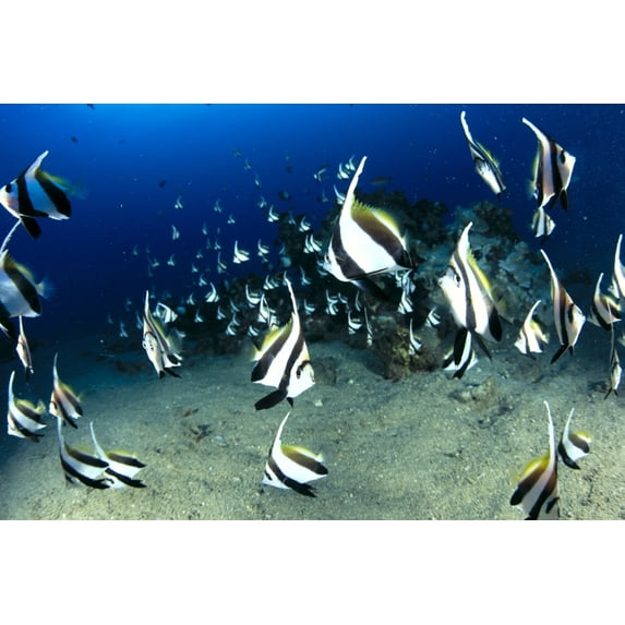 Hawaii, Reef Scene With Pennantfish (Heniochus Diphreutes) School C1971 Poster Print (38 x 24)