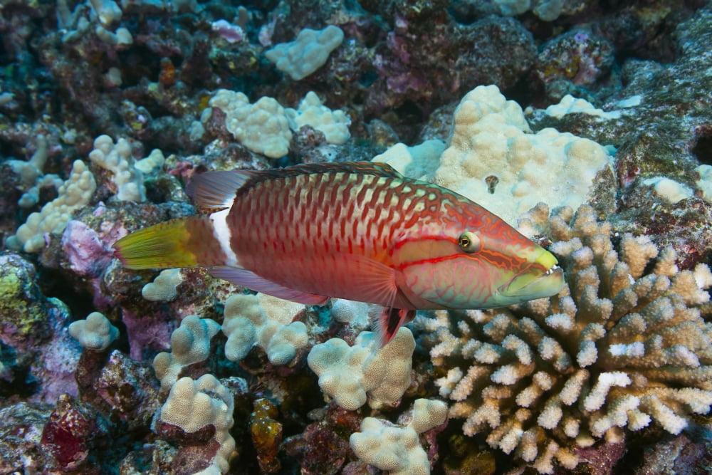 Hawaii Ringtail wrasse (Oxycheilinus unifasciatus) swimming over a coral reef Canvas Art - Dave Fleetham Design Pics (19 x 12)