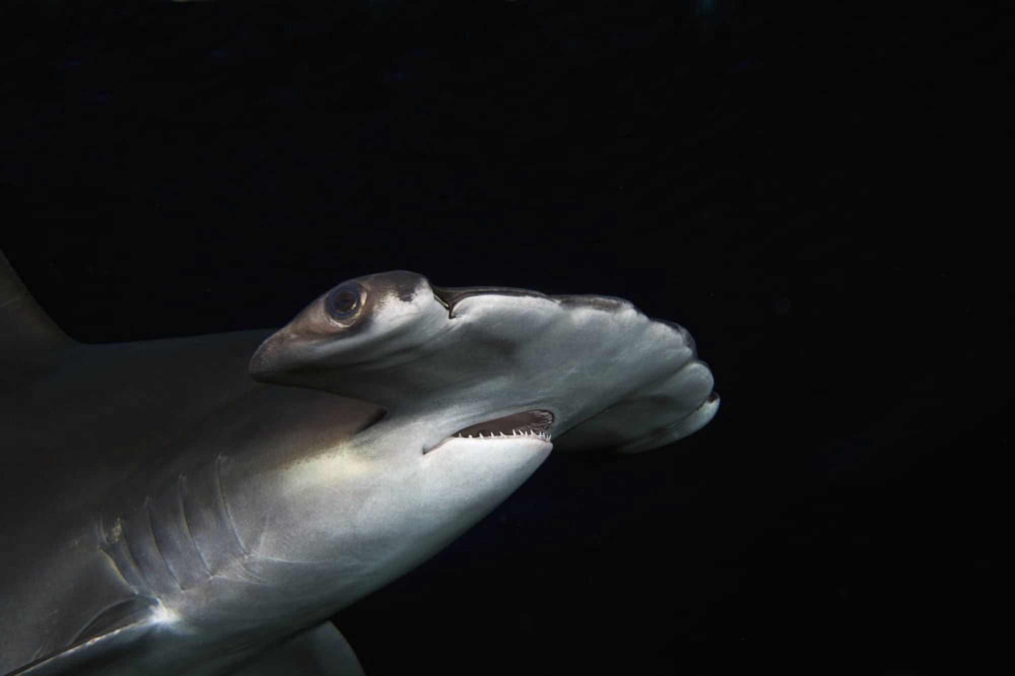 Hawaii Scalloped hammerhead shark (Sphyrna lewini) on the ocean floor Canvas Art - Dave Fleetham Design Pics (19 x 12)