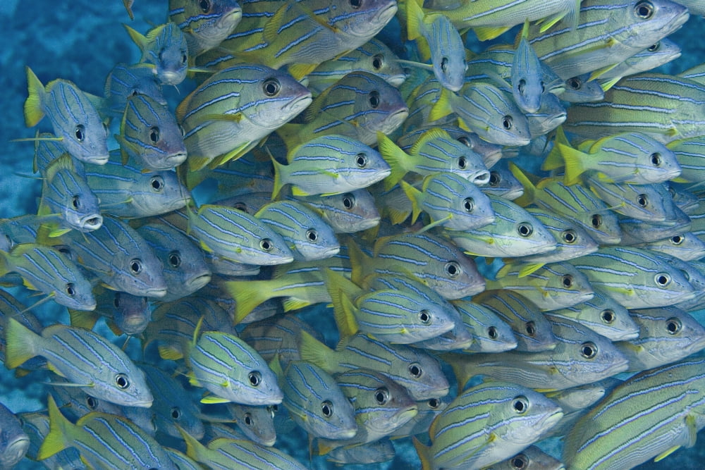 Hawaii School Of Bluestripe Snapper (Lutjanus Kasmira) Canvas Art - Dave Fleetham Design Pics (34 x 22)