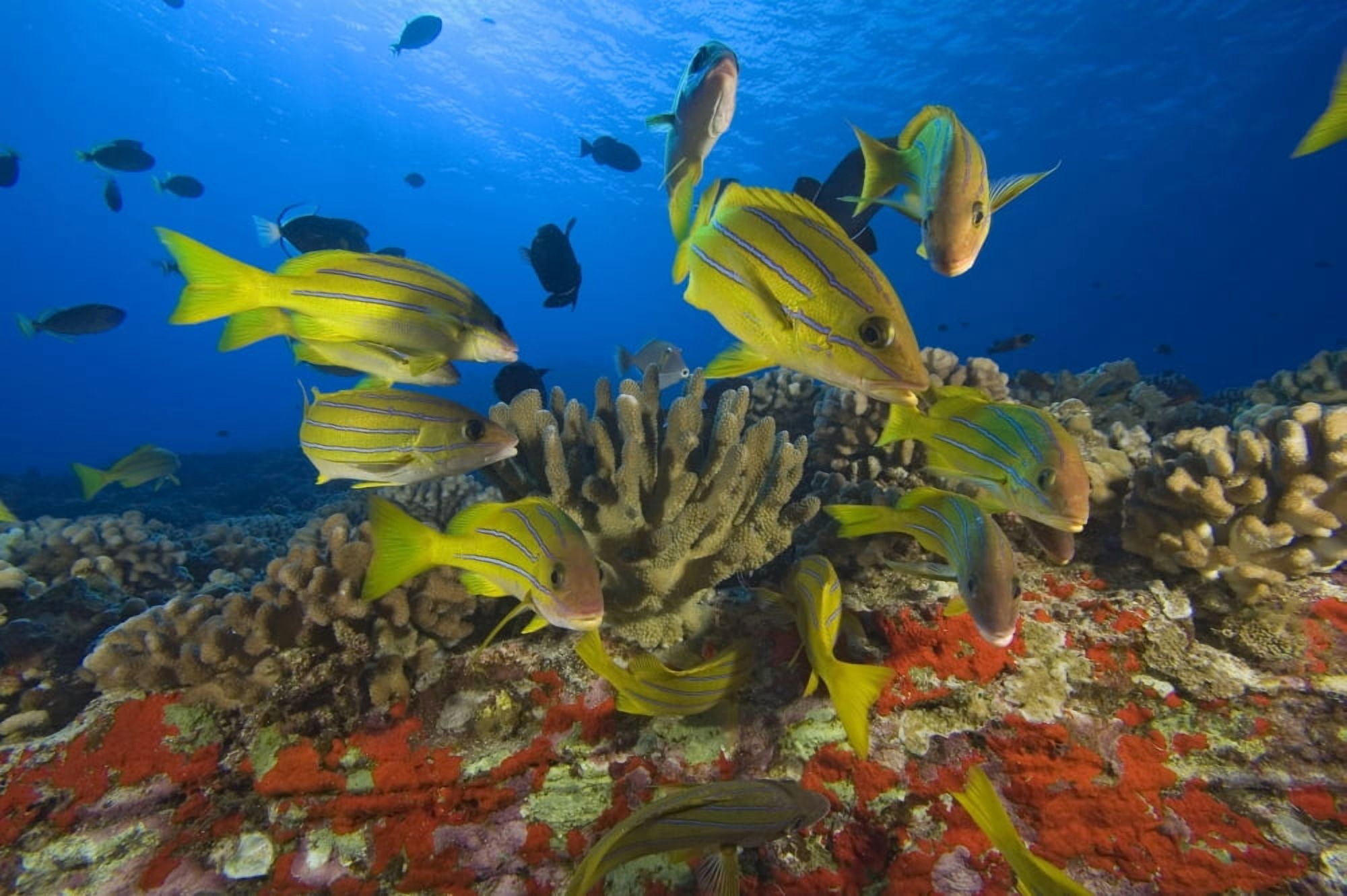 Hawaii School Of Bluestripe Snappers (Lutjanus Kasmira) Among Coral Reef Canvas Art - Dave Fleetham Design Pics (17 x 11)