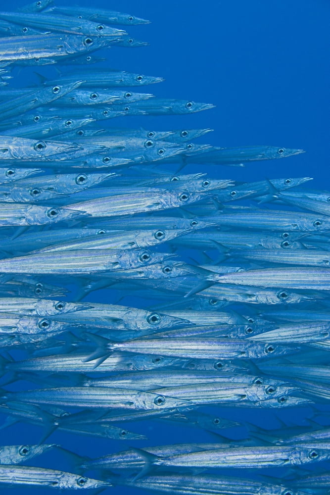 Hawaii School Of Hellers Barracuda (Sphyraena Helleri) Canvas Art - Dave Fleetham Design Pics (11 x 17)