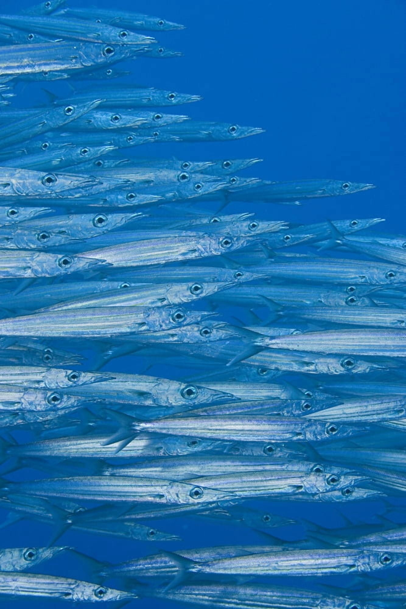Hawaii School Of Hellers Barracuda (Sphyraena Helleri) Canvas Art - Dave Fleetham Design Pics (22 x 34)