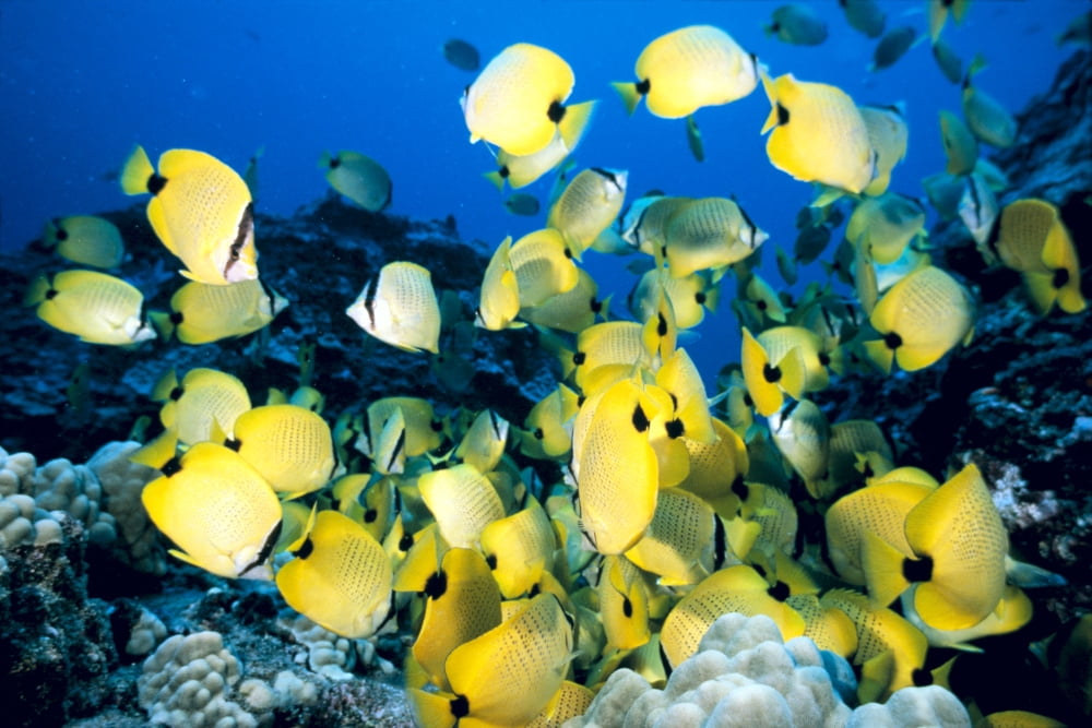 Hawaii School Of Lined Butterflyfish (Chaetodon Lineolatus) C1945 Canvas Art - Chris Abraham Design Pics (38 x 24)