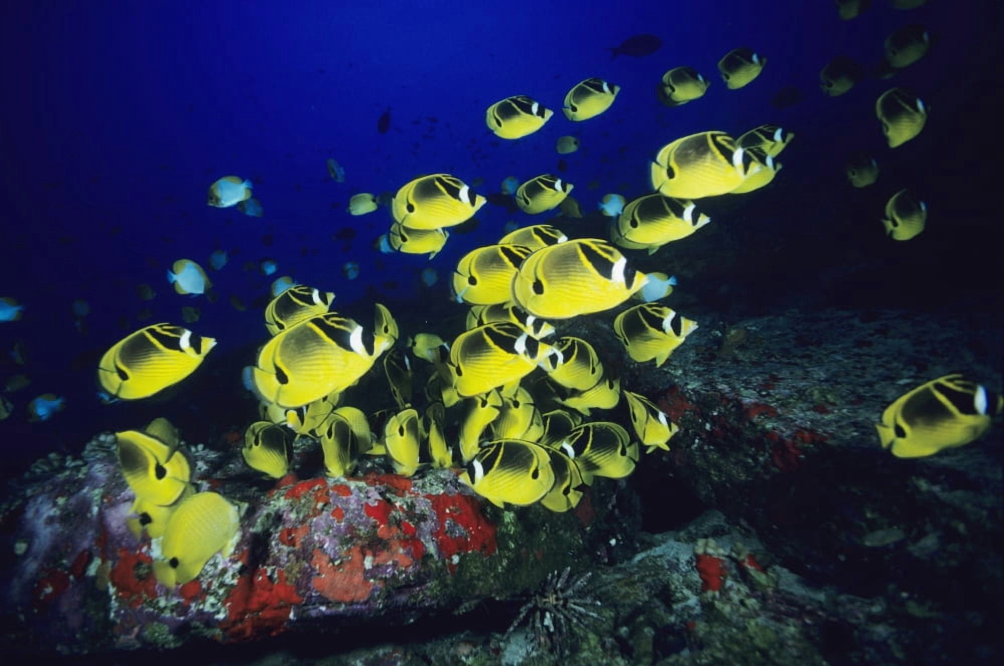 Hawaii School Of Raccoon Butterflyfish Feeding Along Reef Canvas Art - Dave Fleetham Design Pics (34 x 22)