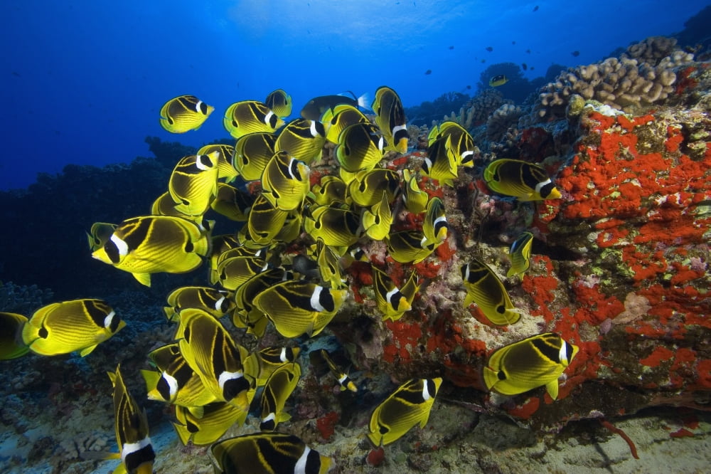 Hawaii School Of Racoon Butterflyfish (Chaetodon Lunula) Along Reef Canvas Art - Dave Fleetham Design Pics (17 x 11)