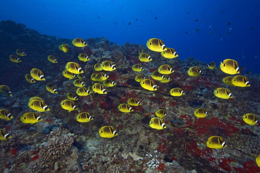 Hawaii School Of Racoon Butterflyfish (Chaetodon Lunula) Along Reef Canvas Art - Dave Fleetham Design Pics (34 x 22)