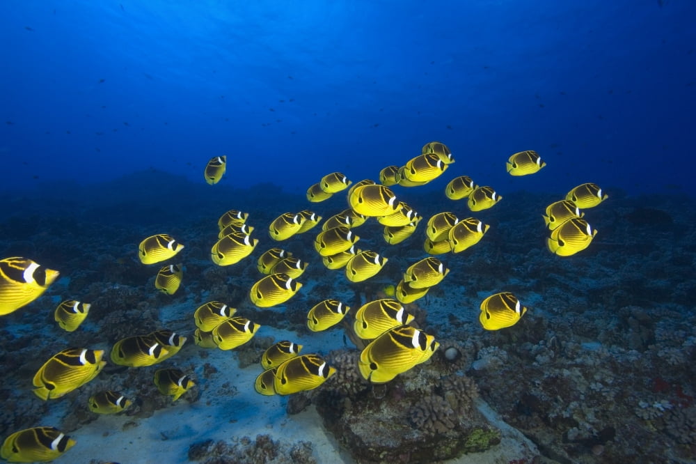 Hawaii School Of Racoon Butterflyfish (Chaetodon Lunula) Along Reef Canvas Art - Dave Fleetham Design Pics (34 x 22)
