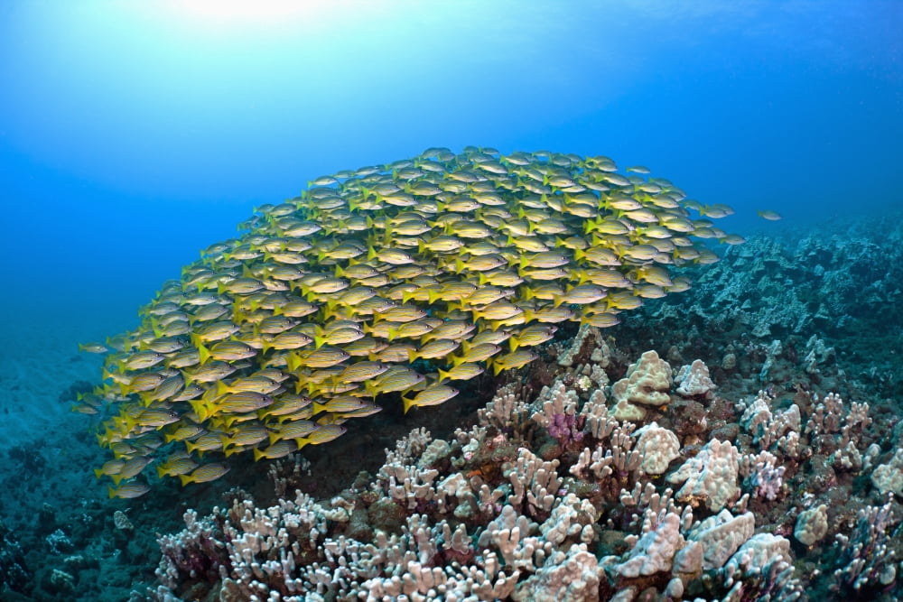 Hawaii School of Bluestripe Snapper (Lutjanus kasmira) on the ocean floor Canvas Art - Dave Fleetham Design Pics (36 x 24)