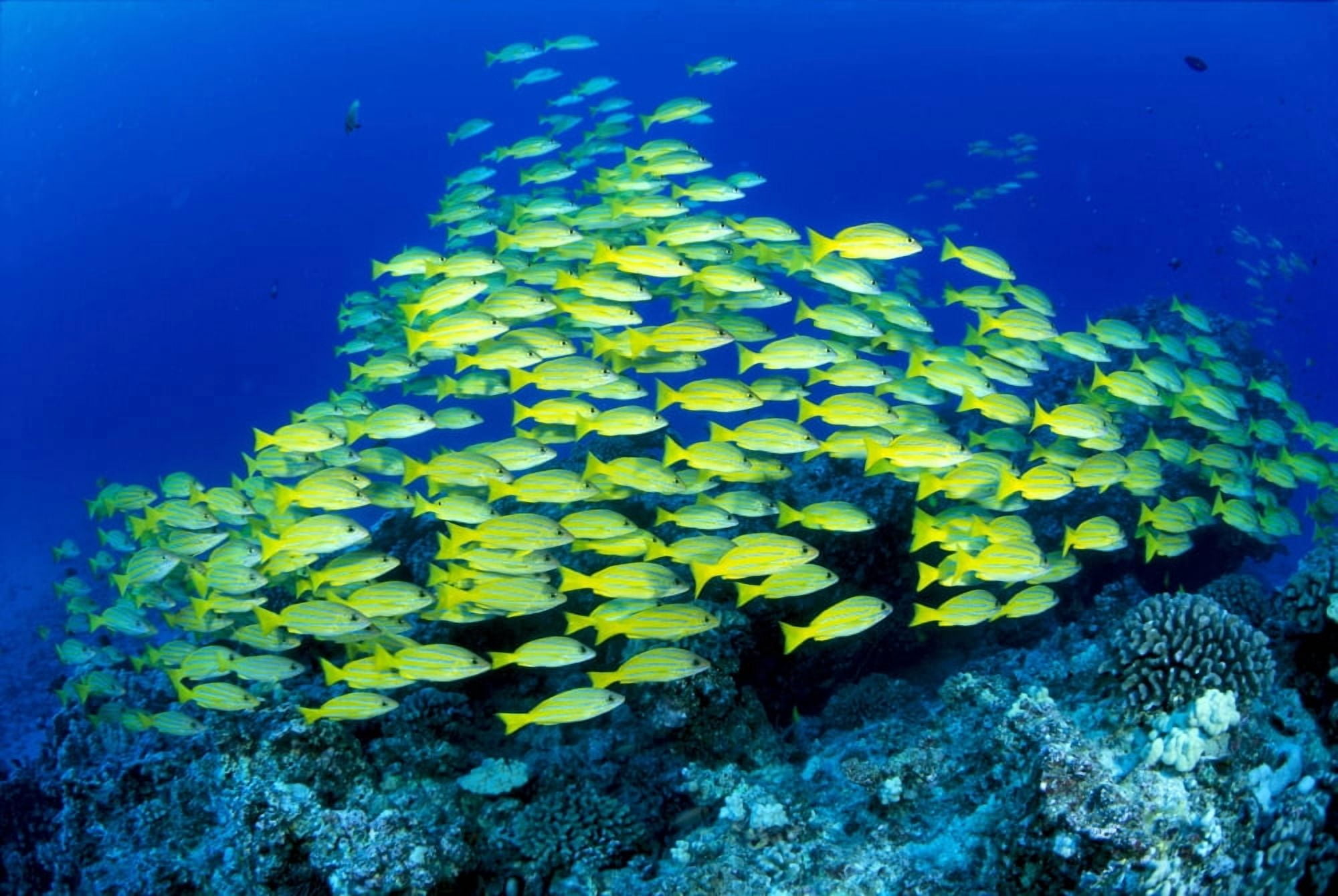 Hawaii Schooling Bluestripe Snapper (Lutjanus Kasmira) Coral Reef C1929 Canvas Art - Dave Fleetham Design Pics (19 x 12)